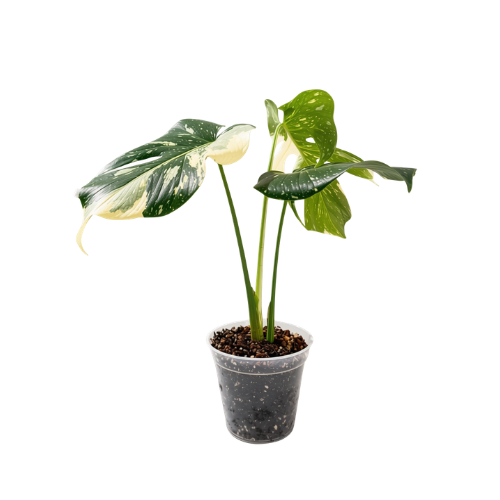 Monstera borsigiana variegada (Albo)