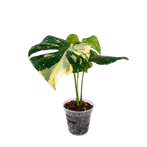 Monstera borsigiana variegada (Albo)