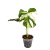 Monstera borsigiana variegada (Albo)