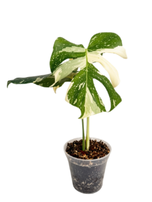 Monstera borsigiana variegada (Albo)