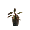 Philodendron Pink Galaxy