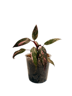 Philodendron Pink Galaxy