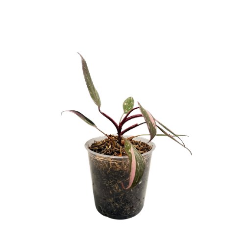 Philodendron Pink Galaxy