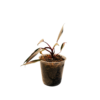 Philodendron Pink Galaxy