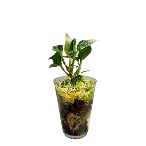 Orquídea Ludisia