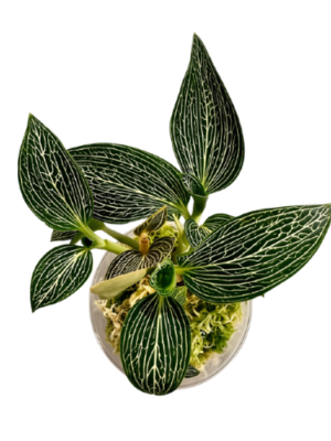 Orquídea Ludisia