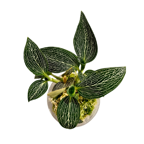 Orquídea Ludisia