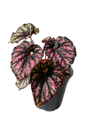 Begonia Caracol Rex