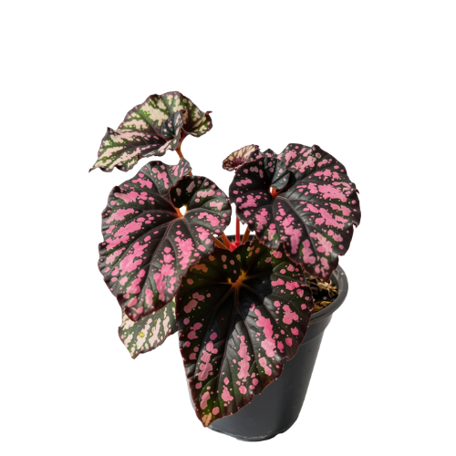 Begonia Caracol Rex