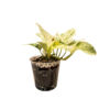 Pothos Snow Queen