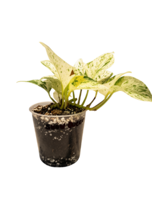 Pothos Snow Queen