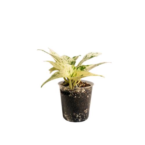 Pothos Snow Queen