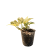 Pothos Snow Queen